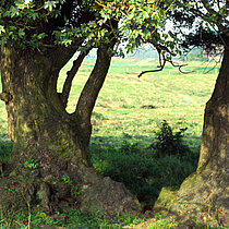 Feldahorn an einer Terrassenkante der Lippe in Eversum