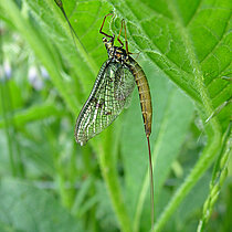 Gemeine Eintagsfliege