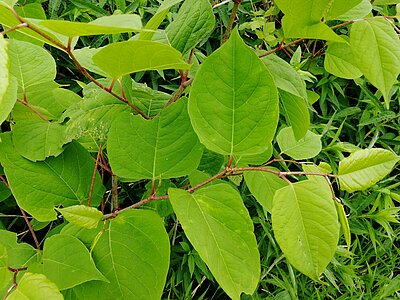 Der Japanische Staudenknöterich (Reynoutria japonica) stammt ursprünglich aus Asien. Er ist stark invasiv und nur sehr schwer zu bekämpfen.