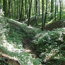 Das tief eingeschnittenen Bachtal ist Lebensraum des Feuersalamanders (Salamandra salamandra)