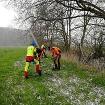 Zurückdrängung von Störzeigern: Entfernung der Herkules-Staude.