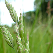 Trauben-Trespe (Bromus racemosus)