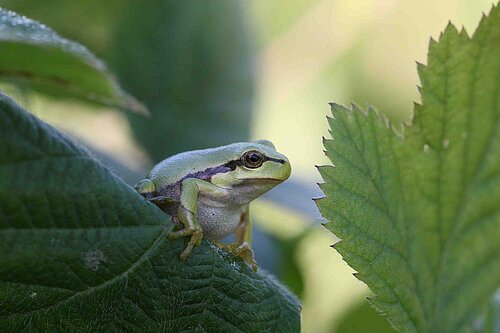 Laubfrosch sitzt auf einem Brombeerblatt.
