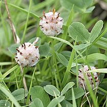 Erdbeer-Klee in der Wiese.