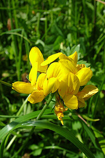 Sumpf-Hornklee (Lotus pedunculatus) - Gelbe Blüte