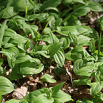 Zweiblättrige Schattenblume