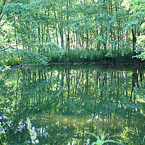 Varlarer Mühlenbach Teich