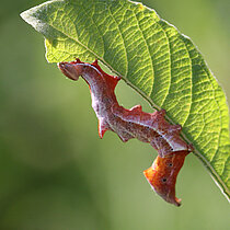 Zickzackspinner Raupe am Blatt.