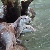 Zwei Fischotter auf einem liegenden Baumstamm.