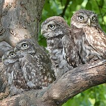 Vier junge Steinkäuze sitzen nebeneinander auf einem Ast.