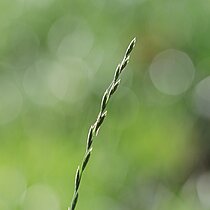 Weidelgras (Lolium perenne)