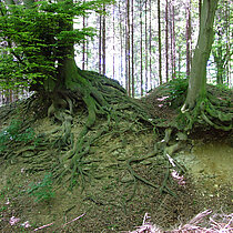 Alte Buchen an der Steilwand des ehemaligen Steinbruchs sind ein Fledermaushabitat.