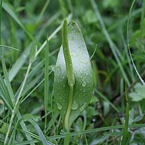 Natternzunge (Ophioglossum vulgatum). In NRW im Bestand gefährdet (Rote Liste NRW 2020)