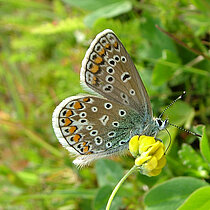 Weiblicher Hauhechel-Bläuling mit orange gefärbten Flecken.