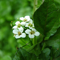 Echte Brunnenkresse (Nasturtium officinale) 