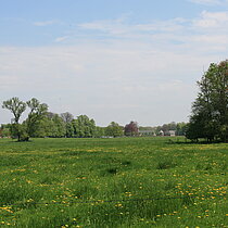 Südlich des Schlosses Nordkirchen können Sie einen ganz besonderen Grünlandtyp entdecken – eine extensiv bewirtschaftete Mähweide auf frischem bis feuchtem Boden. Die Vegetation wächst bis zum Sommer zu einer Wiese auf und wird im Juni gemäht. 