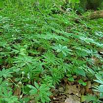 Waldmeister oder Wohlriechendes Labkraut (Galium odoratum)
