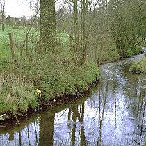Junge Vechte in Darfeld
