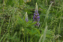 Vielblättrige Lupine (Lupinus polyphyllus): Störzeiger! 