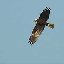 Fliegende Rohrweihe.