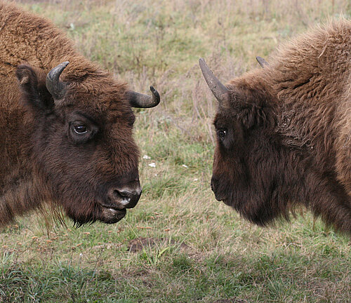 Europäische Wisente
