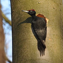 Schwarzspecht (Dryocopus martius)