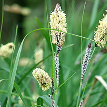 Sumpf-Segge (Carex acutiformis)