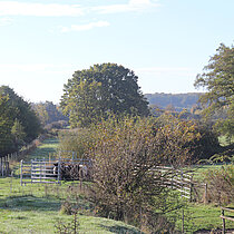 Bäume und Weiden mit Rindern im Gatter.