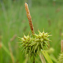 Echte Gelb-Segge (Carex flava)