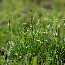 Kleiner Mäuseschwanz