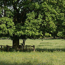 Die hier in Nordkirchen betriebene Mähweide wird im Sinne des Naturschutzes zudem extensiv bewirtschaftet. Das heißt, es wird auf Düngung verzichtet, die Wiese wird nicht vor Juni gemäht, und die Fläche wird danach mit weniger als zwei Tieren pro Hektar beweidet.