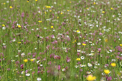NSG Tiergarten (Nordkirchen): Wiesen und Weiden sind bei extensiver Bewirtschaftung sehr blütenreich. Beide Nutzungsformen bringen eine unterschiedliche, aber angepasste und jeweils sehr artenreiche Flora hervor. Im Vergleich zu den Wiesen haben die Weiden den ganzen Sommer über etwas im Angebot. Auf Wiesen wird die Vegetation durch die Mahd relativ abrupt ein- oder zweimal zurückgesetzt. Auf Weiden nehmen die Tiere die Vegetation aber nur abschnittsweise zurück.