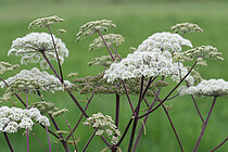 Waldengelwurz (Angelica sylvestris)