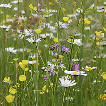 Blühende Wiese mit Hahnenfuß.