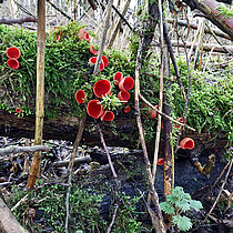 Roter Kelchbecherlin zwischen Moos und Farnen an einem Baumstamm.