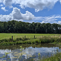Kleingewässer mit Weide und Bäumen.