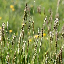 Ruchgras (Anthoxanthum odoratum)