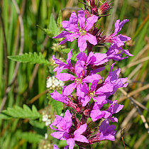 Gewöhnlicher Blutweiderich (Lythrum salicaria)