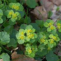 Wechselblättriges Milzkraut (Chrysosplenium alterniflorum)