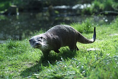 Fischotter auf der Wiese.