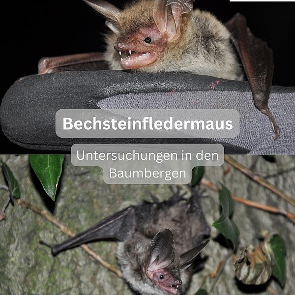 Instagram Post 17957244801256630 Bechsteinfledermaus-Untersuchungen in den Baumbergen 🌳Die Baumberge beheimaten einen bedeutenden…