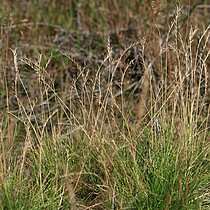Borstgras (Nardus stricta). Bestand in NRW gefährdet (Rote Liste NRW 2020)