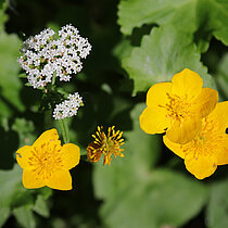 Sumpfdotterblume mit gelben Blüten.