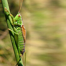 Kurzflügelige Schwertschrecke
