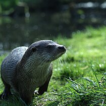 Fischotter auf der Wiese.