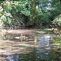 Die Vechte bei Rosendahl