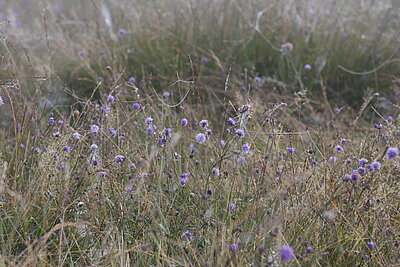 NSG Wildpferdebahn im Merfelder Bruch (Dülmen): Von August bis Anfang Oktober blüht der Teufelsabbiss (Succisa pratensis) auf der Lungenenzian‐Pfeifengraswiese. Wenn es auf den Altweibersommer zugeht, ist die Wiese mit zahlreichen Spinnennetzen überzogen.