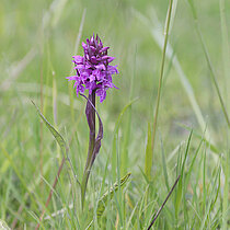 Breitblättriges Knabenkraut (Dactylorhiza majalis)