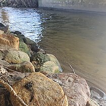 Losungsplatz unter einer Brücken. Die Losung ist schwarz bis grau, walzenförmig und bis 5 cm lang.