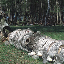 Totholz, liegender Stamm.